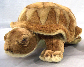 "Alfie" Turtle