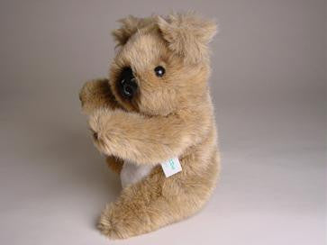 "Sooky" Koala