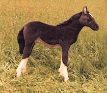 "Silver" Chestnut Colt