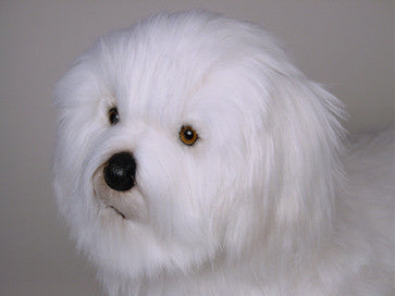 "Maddie" Coton de Tulear