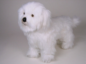"Maddie" Coton de Tulear