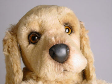 "Solomon" Cocker Spaniel