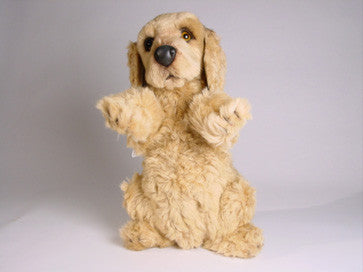"Solomon" Cocker Spaniel