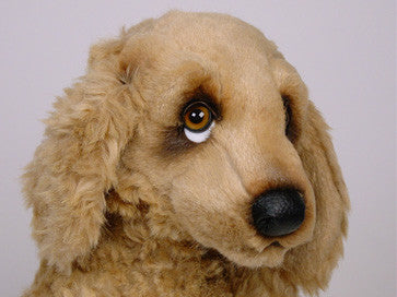 "Feller" Cocker Spaniel