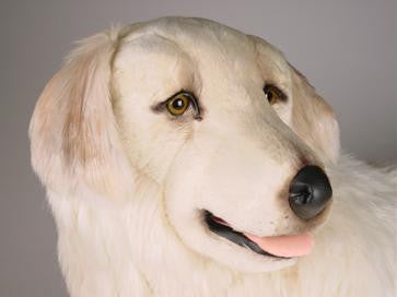 "Janie" Maremma Sheepdog