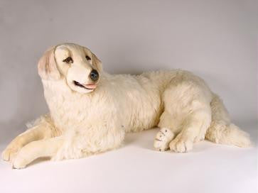 "Janie" Maremma Sheepdog