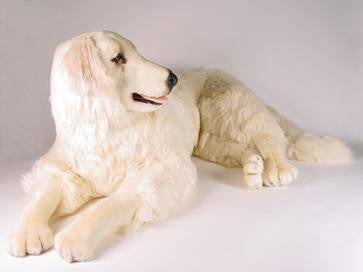 "Janie" Maremma Sheepdog