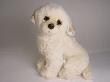"Belle" Maremma Sheepdog