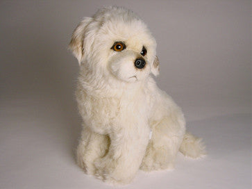 "Belle" Maremma Sheepdog