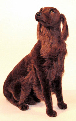 "Red" Irish setter