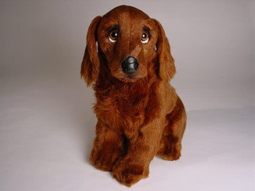 "Milord" Irish Setter