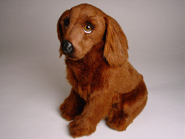 "Milord" Irish Setter