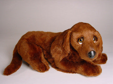 "Alex" Irish setter