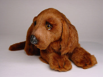 "Alex" Irish setter