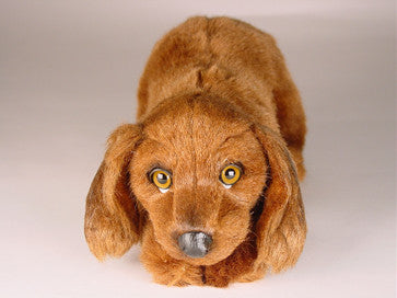"Paprika" Irish Setter