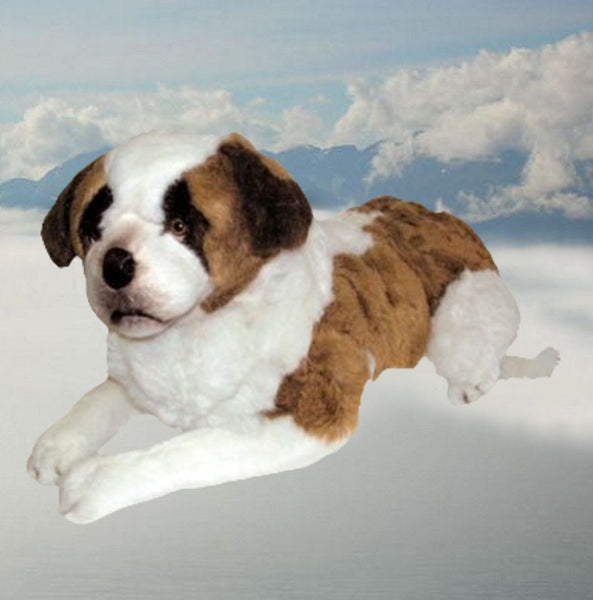 "Nemo" Saint Bernard