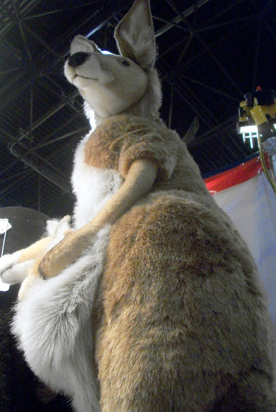 "Sydney" Kangaroo and Joey