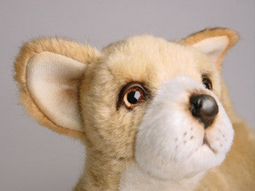 "Gidget" Chihuahua