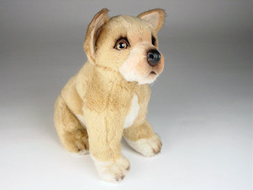 "Ducky" Chihuahua