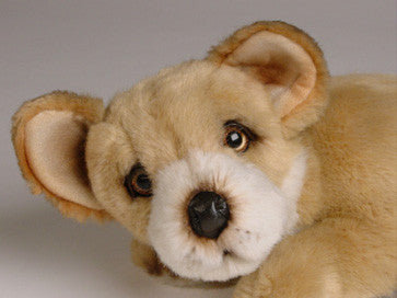 "Danka" Chihuahua
