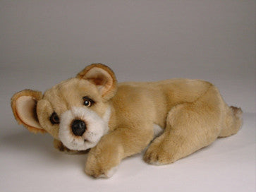 "Danka" Chihuahua