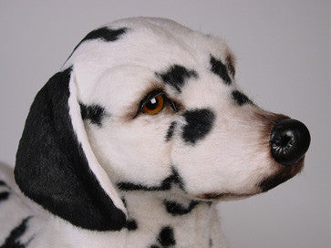 "Clydesdale" Dalmatian