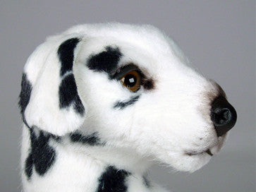 "Smokey" Dalmatian