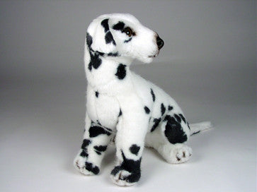 "Smokey" Dalmatian