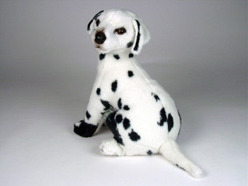 "Smokey" Dalmatian