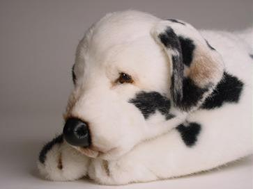 "Blaze" Dalmatian