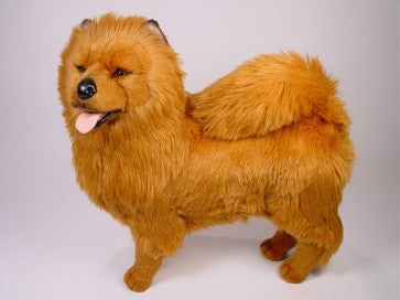 "Jo-Fi" Chow Chow