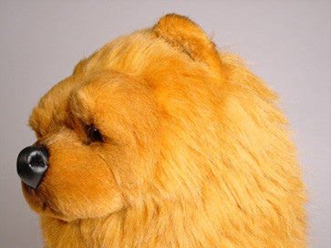 "Timmy" Chow Chow Dog