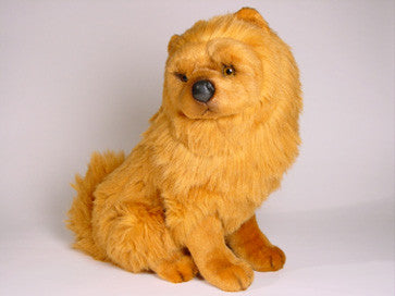 "Timmy" Chow Chow Dog