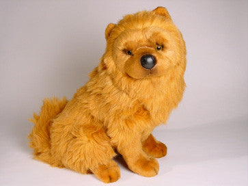 "Timmy" Chow Chow Dog