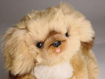 "Pikabu" Pekingese