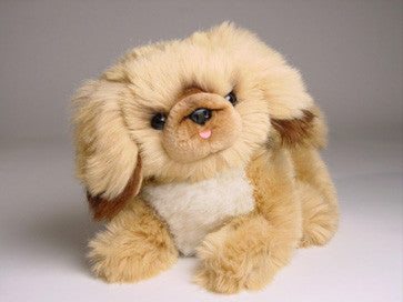 "Pikabu" Pekingese