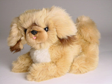 "Pikabu" Pekingese