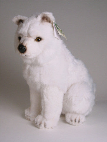 "Kaifas" Samoyed