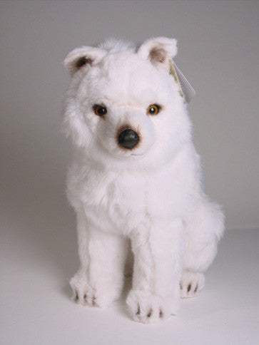 "Kaifas" Samoyed