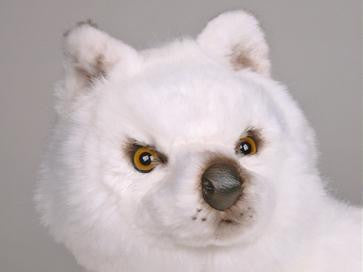 "Suggen" Samoyed