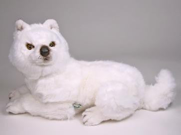 "Suggen" Samoyed