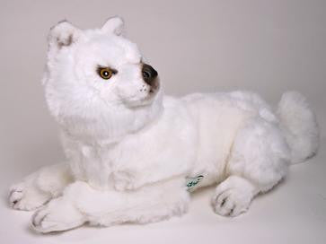 "Suggen" Samoyed