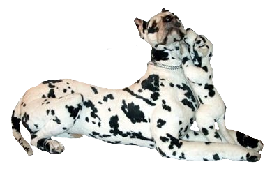 Life size great top dane stuffed animal