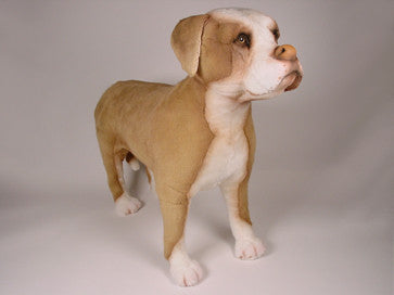 "Petey" Pit Bull Terrier