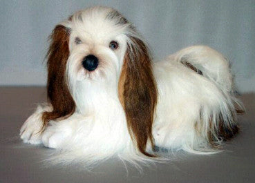 "Ballmer" Shih Tzu