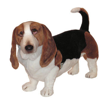 "Quincy" Basset Hound