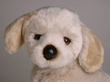 "Crispin" Golden Retriever