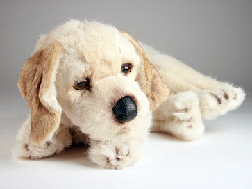 "Roxie" Golden Retriever