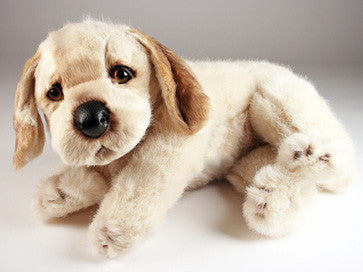"Roxie" Golden Retriever