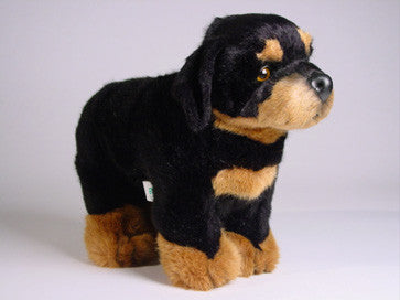 "Zhaki" Rottweiler